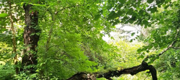 4-Zimmer Stadthaus in Salzgitter, Germany, Nr. 235292 10