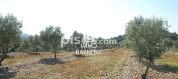  Land in Garriguella, Spain No. 73548 19