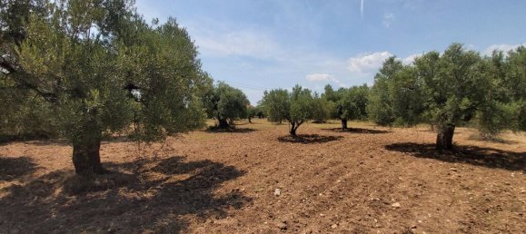 8000m² Hotel in Chalkidiki, Greece No. 3899 2