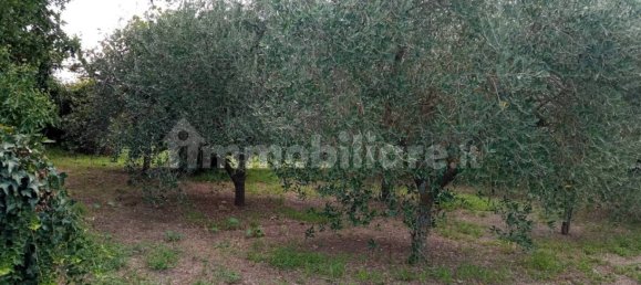 Земельный участок 1200м² в Ветралла, Италия № 341582 3