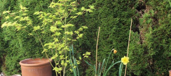 3غرفة شقة في Mondsee, Austria رقم 203725 12