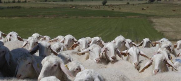 4 Schlafzimmer Haus in Villarejo de Orbigo, Spain, Nr. 83095 26