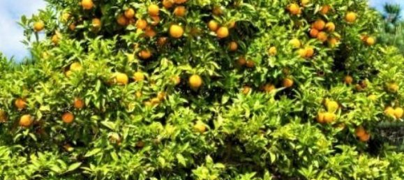 Terrain à Alajuela, Costa Rica No. 1669 4