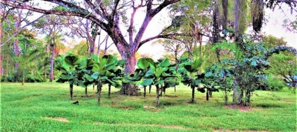 Terrain à Alajuela, Costa Rica No. 1669 3