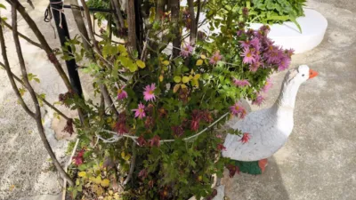 6 chambres Maison à Alicante, Spain No. 207166