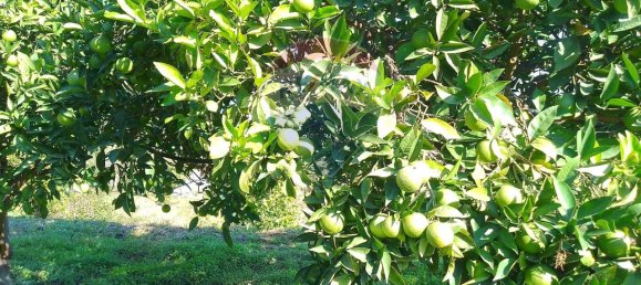 1-salle Terrain à Santa Venerina, Italy No. 5992 36