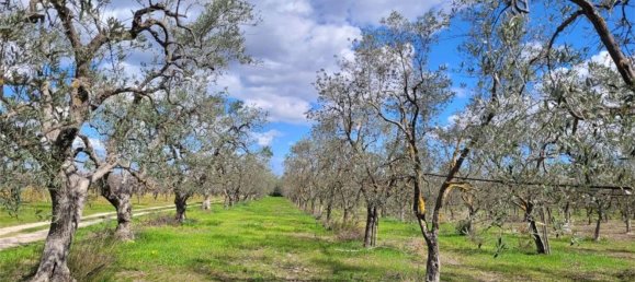 Grundstück in Cerignola, Italy 16200m², Nr. 77783 7