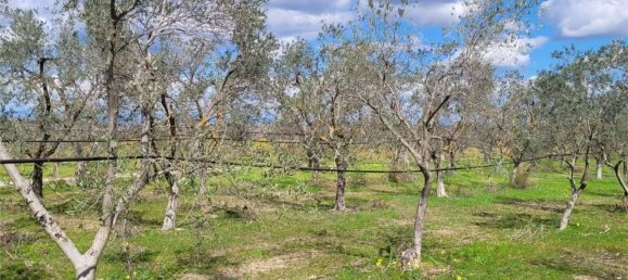 Grundstück in Cerignola, Italy 16200m², Nr. 77783 2