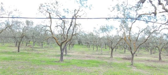 Grundstück in Cerignola, Italy 16200m², Nr. 77783 13