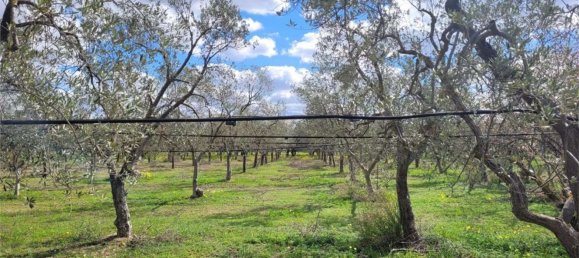 Grundstück in Cerignola, Italy 16200m², Nr. 77783 8