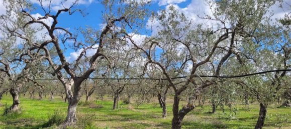 Grundstück in Cerignola, Italy 16200m², Nr. 77783 10