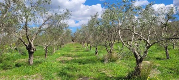 Grundstück in Cerignola, Italy 16200m², Nr. 77783 12