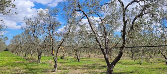 Grundstück in Cerignola, Italy 16200m², Nr. 77783 9