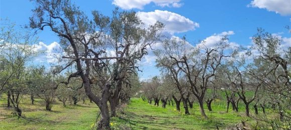 Grundstück in Cerignola, Italy 16200m², Nr. 77783 4