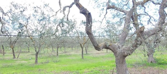 Grundstück in Cerignola, Italy 16200m², Nr. 77783 14