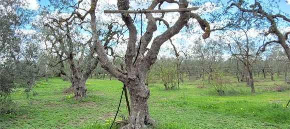 Grundstück in Cerignola, Italy 16200m², Nr. 77783 17