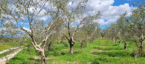 Grundstück in Cerignola, Italy 16200m², Nr. 77783 11