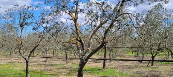 Grundstück in Cerignola, Italy 16200m², Nr. 77783 3