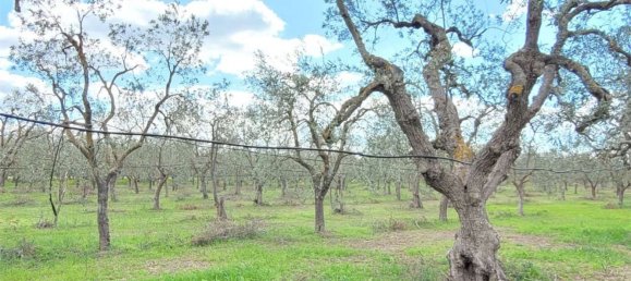 Grundstück in Cerignola, Italy 16200m², Nr. 77783 16