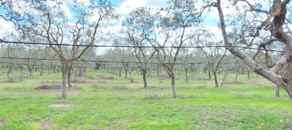 Grundstück in Cerignola, Italy 16200m², Nr. 77783 15