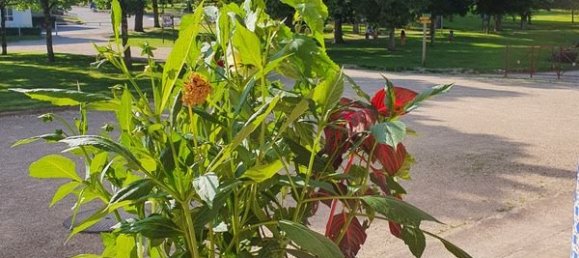 6 غرف نوم شقة في Contrexeville, France رقم 240118 10