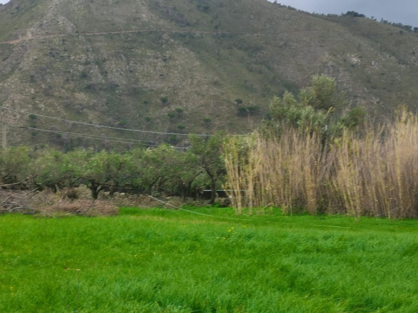  Land in Monreale, Italy No. 326331