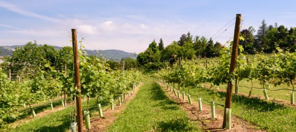 7 chambres Maison à Regilde, Portugal No. 159100 28