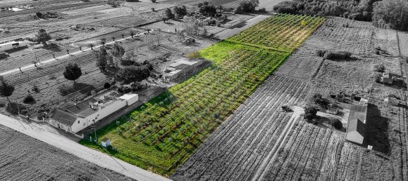 Дом с 2 спальнями в Бенфика ду Рибатежу, Португалия № 30228 4