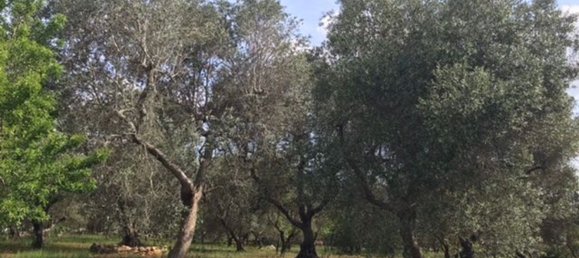 Дом с 3 комнатами в Челье Мессапика, Италия № 164631 5