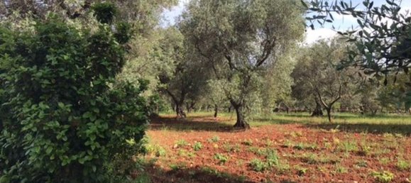 Дом с 3 комнатами в Челье Мессапика, Италия № 164631 23