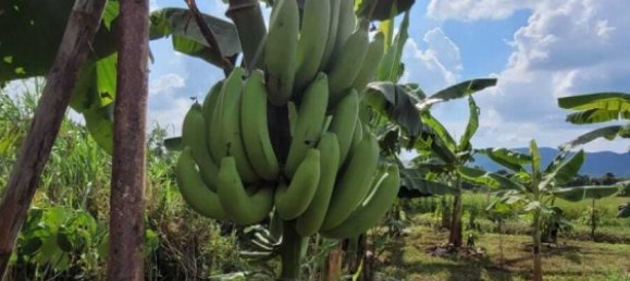 3 bedrooms House in Mae On, Thailand No. 64689 28