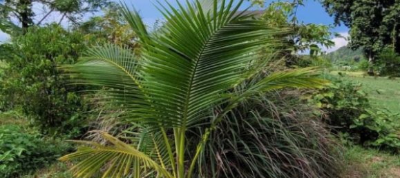 3 bedrooms House in Mae On, Thailand No. 64689 26