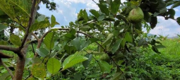 3 bedrooms House in Mae On, Thailand No. 64689 27