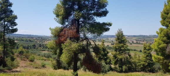  فندق في Chalkidiki, Greece 11000متر مربع رقم 4664 9