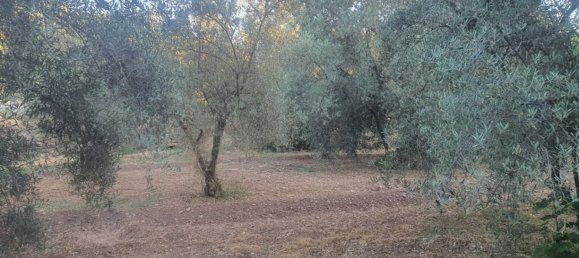 51m² Land in Almeria, Spain No. 163066 11