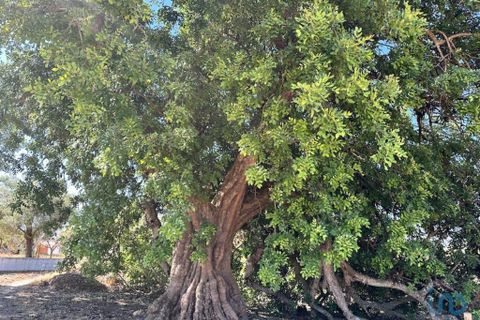 Terreno en Tavira, Portugal 6820 m² No. 313594