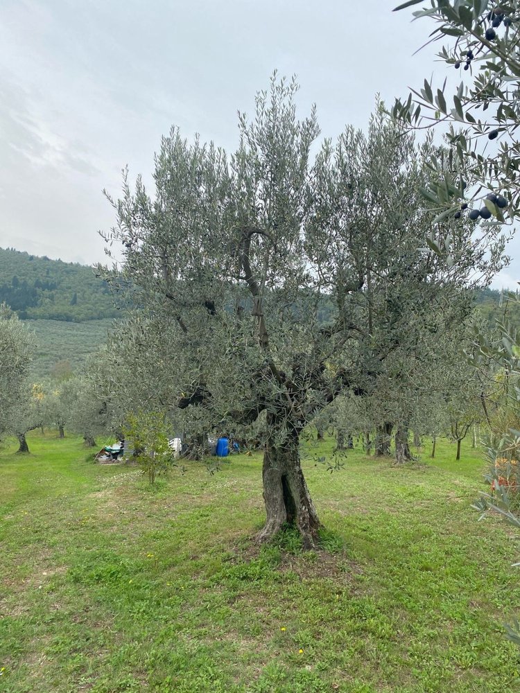 3300m² Land in Calenzano, Italy No. 257139