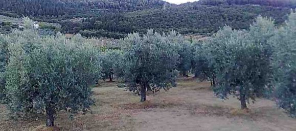 3300m² Land in Calenzano, Italy No. 257139 6