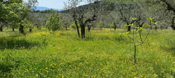 3300m² Land in Calenzano, Italy No. 257139 5
