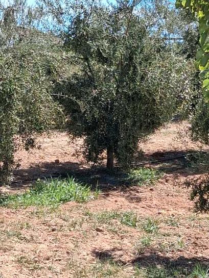 Земельный участок 9000м² в Уэльва, Испания № 197593