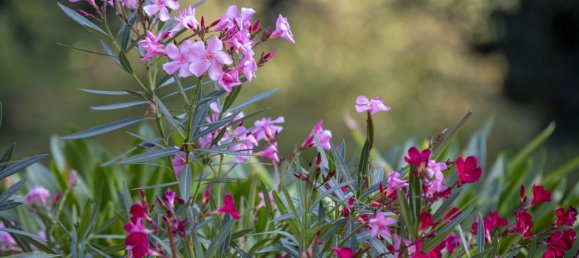 4 Schlafzimmer Villa in Brandenburg, Germany, Nr. 113258 24