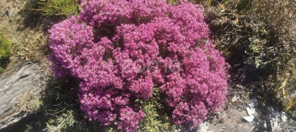 Terrain à Recarei, Portugal No. 34252 21