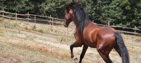 Дом с 22 спальнями в Реджелло, Италия № 188356 18