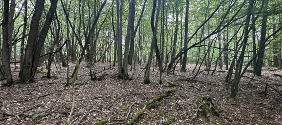 Grundstück in Schwandorf, Germany, Nr. 38305 4