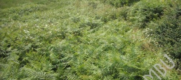 Terreno em Valença, Portugal 2840 m² N.º 56066 2