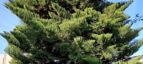 7غرفة فيلا في Bari, Italy رقم 41129 26