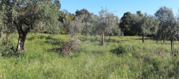 1 Schlafzimmer Haus in Orca, Portugal, Nr. 82900 13