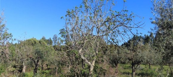 1 Schlafzimmer Haus in Orca, Portugal, Nr. 82900 19