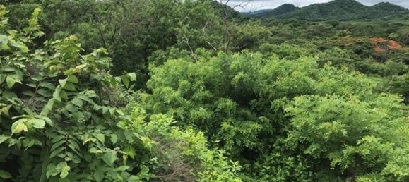 Land for sale in La Cruz, Guanacaste, Costa Rica № 1637 4