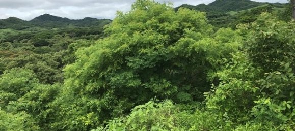 Land for sale in La Cruz, Guanacaste, Costa Rica № 1637 3